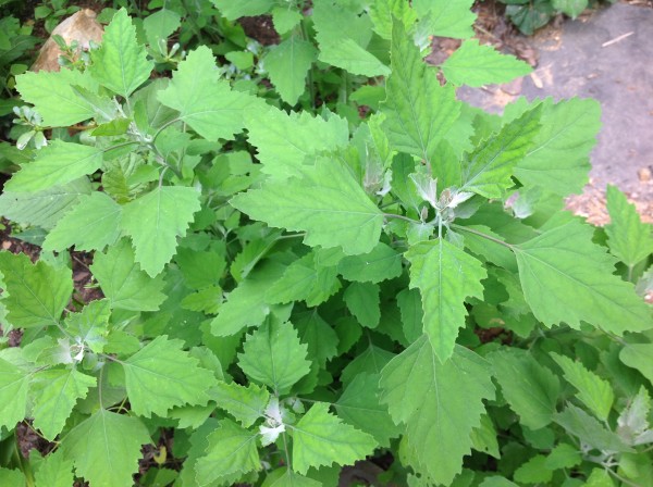 To identify Lamb's Quarters, look for the triangular shaped leaves with silvery undersides. Plants in mid-summer can be up to 7 feet tall. They are often found growing out of sidewalk cracks and roadsides. Best to harvest them off the road to avoid contamination from traffic.