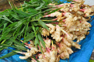 Fresh ginger root with stems and leaves